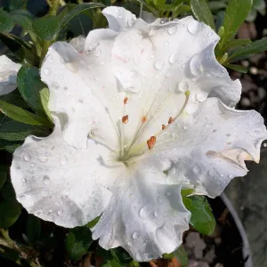 Azalea Gumpo White 2g
