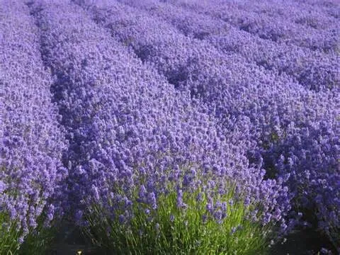 Lavender Hydrosol Facial Tonic...anti-acne and anti-bacterial skincare