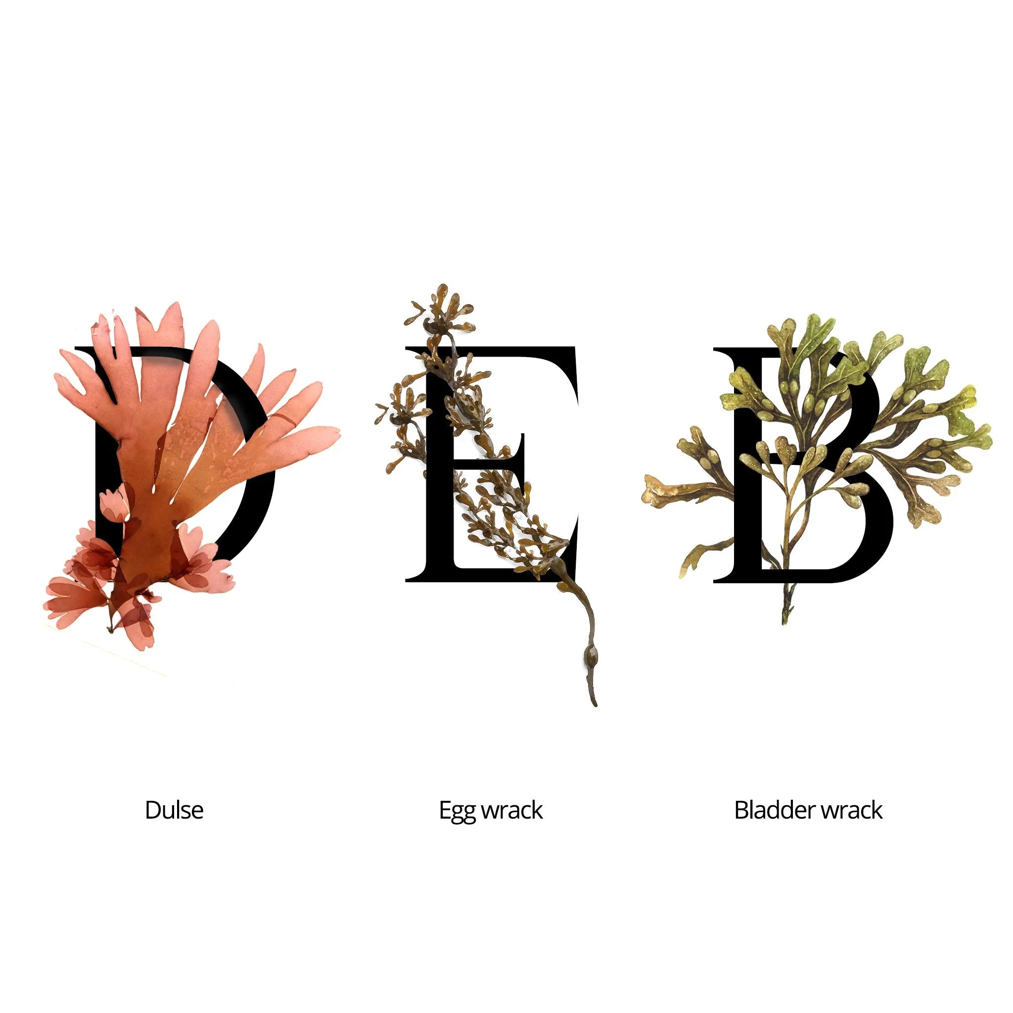 Mid Seaweed Rejuvenating Essence
