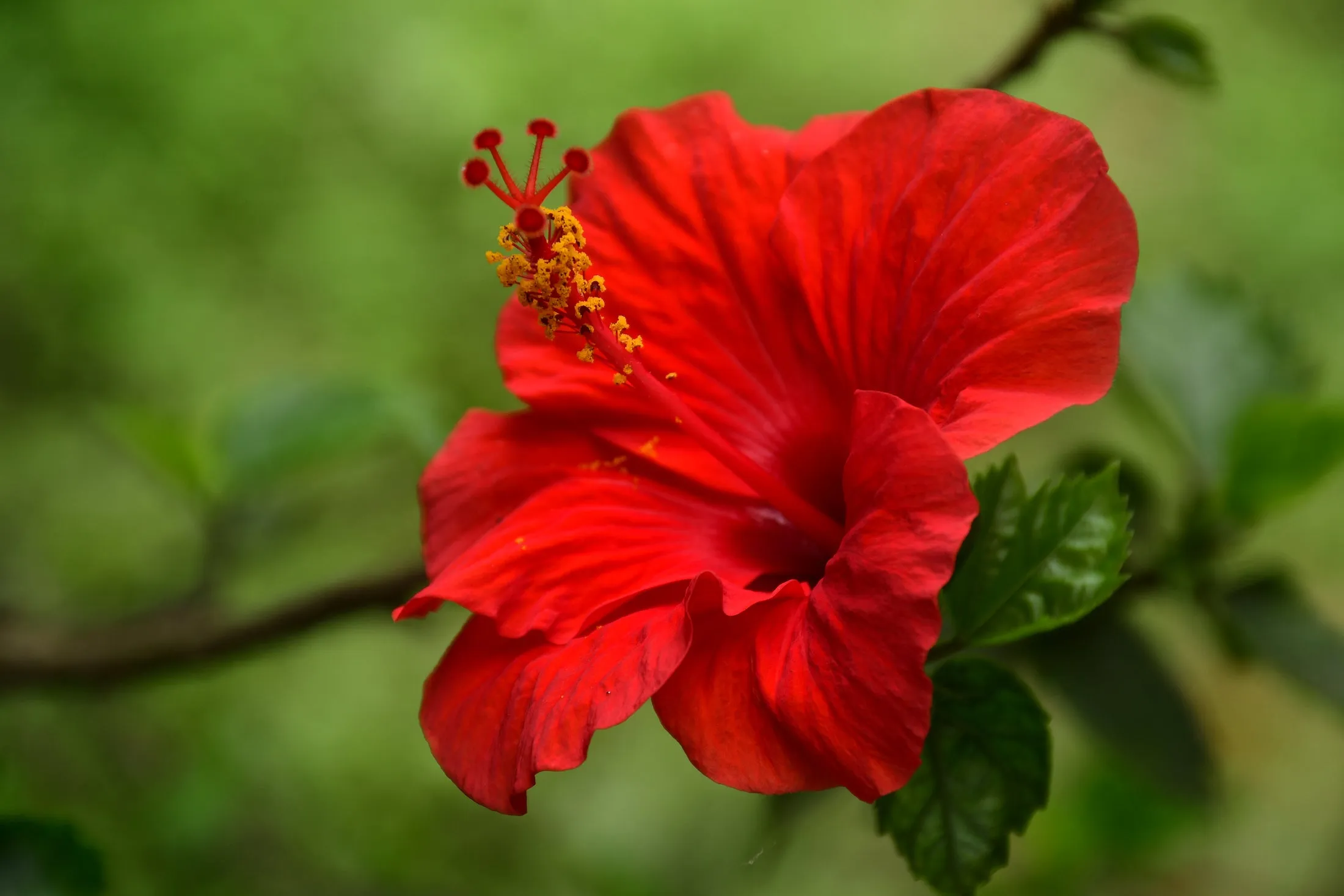 Organic Hibiscus Flower Powder For Hair
