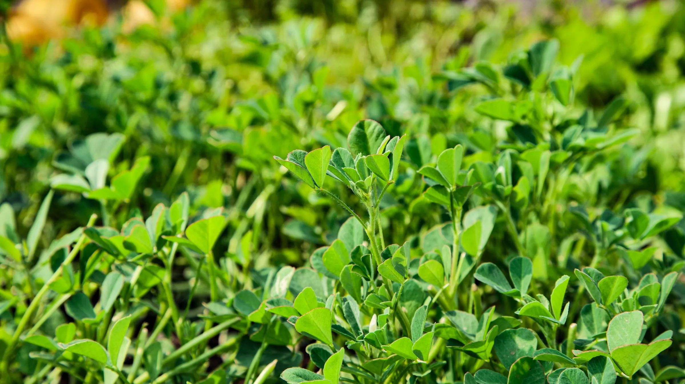 Organic Methi Seed Powder For Hair